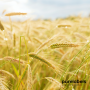 Eco Wheatstraw tarwestro zonnebril